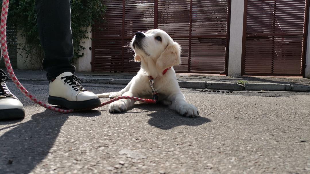 Puppy